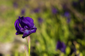 Beautiful purple iris flower Iris pumila in the grass.