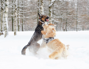 The Golden retriever. Dogs play with each other. Walking outdoors in the winter.  How to protect your pet from hypothermia. 