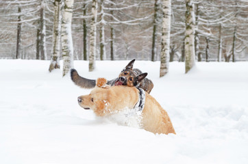 The Golden retriever. Dogs play with each other. Walking outdoors in the winter.  How to protect your pet from hypothermia. 