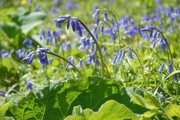 Bluebells flowering in Sixpenny Handley Woods, Dorset, England
