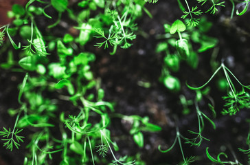 growing sprouts of plants of vegetables at home in the spring.