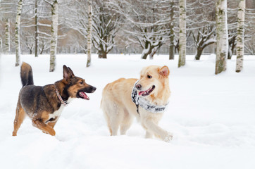 The Golden retriever. Dogs play with each other. Walking outdoors in the winter.  How to protect your pet from hypothermia. 