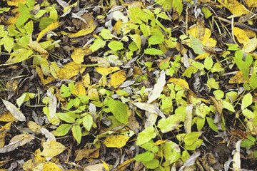 Dry autumn leaves in red, orange and brown colors. Close-up. Background