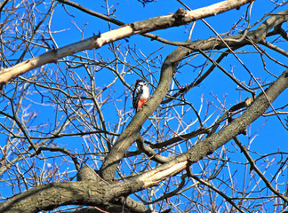 hungry woodpecker is looking for food