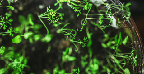 growing sprouts of plants of vegetables at home in the spring.