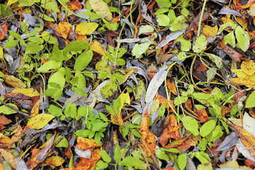 Dry autumn leaves in red, orange and brown colors. Close-up. Background