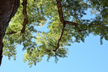 Baumkrone im Frühling vor blauen Himmel