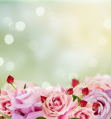 Fototapeta na wymiar Pink blooming roses