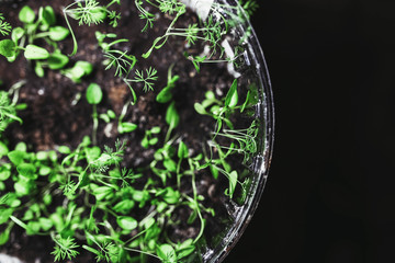 growing seeds, vegetable sprouts in plastic containers at home against a dark background, a place for text. Spring planting garden.