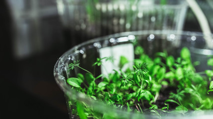 sprouts vegetable seeds in a container at home. growing plants.