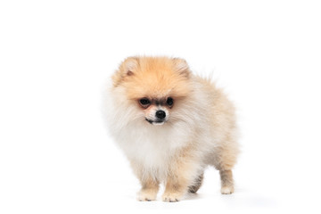 Obraz premium Front view of a pomeranian spitz isolated on a white background