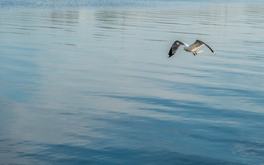 Gaivota a voar no mar
