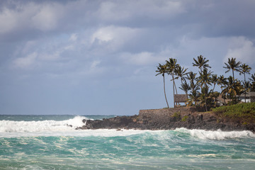 Waimea Bay Seascape with Palm Trees