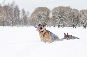 The German shepherd.  Dogs play with each other. Walking outdoors in the winter.  How to protect your pet from hypothermia. 