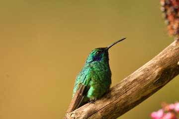 Kleiner Veilchenohrkolibri