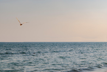 free flight over the ocean and under the sun