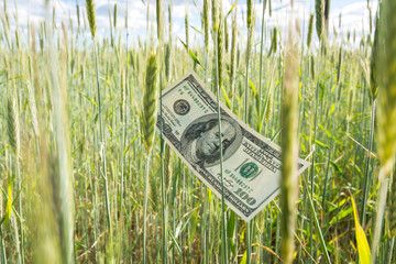 One hundred US dollar banknote in the field of rye