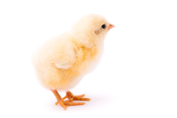 Small yellow chicken isolated on a white background