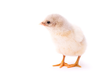 White small chicken isolated on a white background