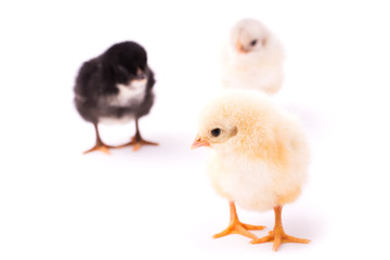 Three small chickens isolated on a white background. Black, white and yellow chickens. Yellow chicken stands far from others and looks left.