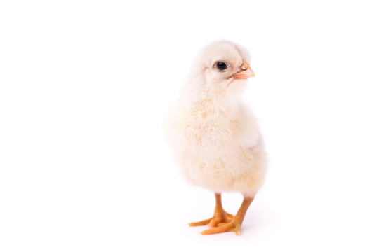 White small chicken isolated on a white background