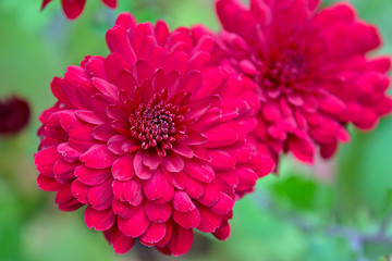 Beautiful red chrysanthemum flower.