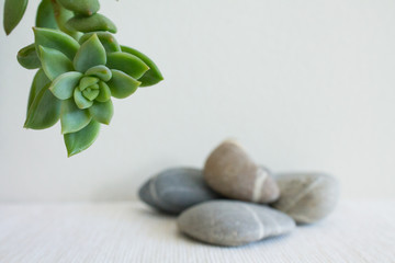 Closeup succulent plant with striped white and gray rocks in the background