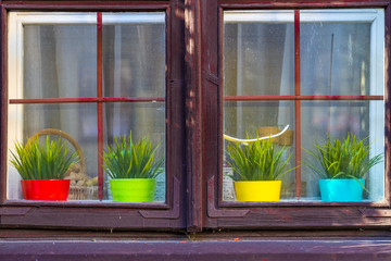 Sunlit old wooden window. Four colored yellow, red, green, blue pots with plants behind the dirty glass