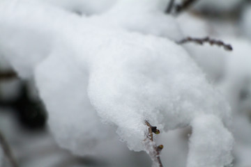 Small twig heavily laden with snow selective focus