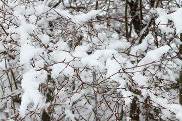 Snow covered hawthorn branches