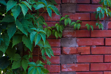 Weathered old rough dark red brick wall with wild grape shoots, brick blocks