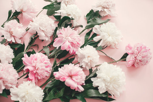 Stylish pink and white peonies bouquet on pink paper flat lay. Creative floral image. Happy mother's day. International womens day. Greeting card mockup.