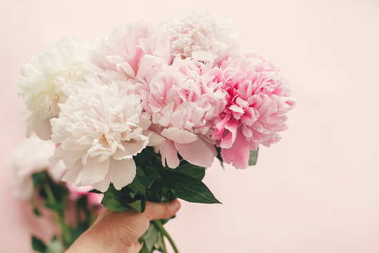 Hand holding stylish pink and white peonies bouquet on pink paper flat lay. Creative floral image. Happy mother's day. International womens day. Greeting card mockup.