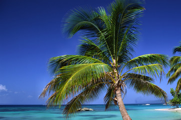 Fototapeta na wymiar palme am strand der karibik