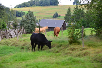 ehemalige  DDR