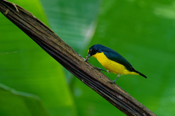 Yellow-throated Euphonia - Euphonia hirundinacea  bird in the Fringillidae family. It is found in Belize, Colombia, Costa Rica, El Salvador, Guatemala, Honduras, Mexico, Nicaragua, Panama