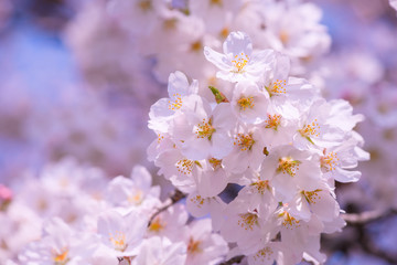 桜