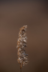 Obraz premium Ears of seed