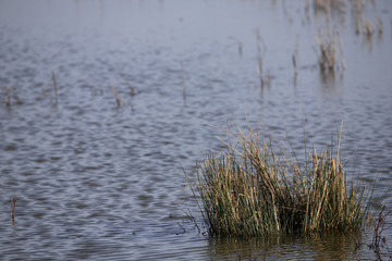 reeds in the lake