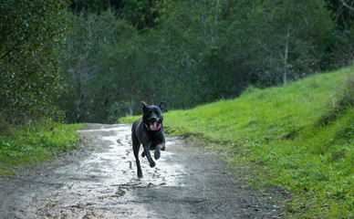 Black dog sprints along wet dirt trail