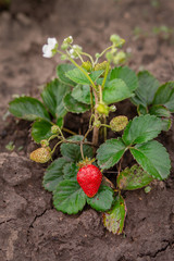Red ripe strawberries on a thin stalk of a green bush on the ground.