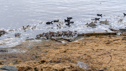 Birds at High Tide