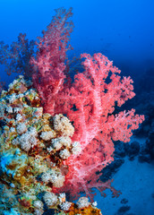 Fototapeta na wymiar Coral reef of the Red Sea red Dendronephthya.