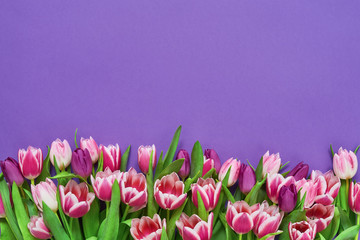 Pink tulips  on violet background. Top view, copy space. Greeting card.