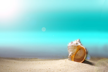 Summer beach background concept. Seashell on the beach in summer. Summer background. Tropical sandy beach. toned