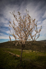 Obraz premium Isolated almond tree blossom
