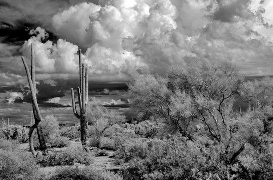 Infrared image Sonora Desert Arizona