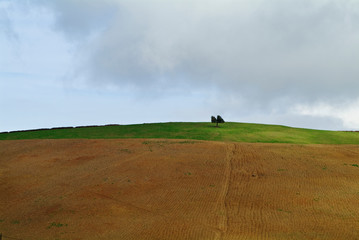 Lone tree, Rif mountains, Morocco