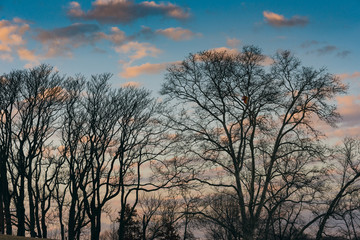 Obraz na płótnie Canvas silhouettes of trees in winter with sky and clouds