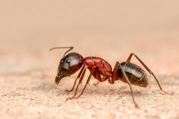 Beautiful Strong jaws of red ant close-up